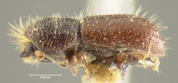 Media type: image;   Entomology 1002 Aspect: habitus lateral view